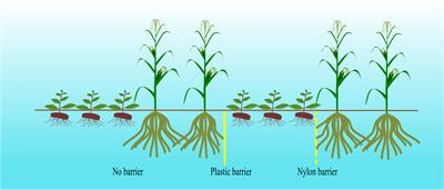 Maize intercropping enriches plant growth-promoting rhizobacteria and promotes both the growth and volatile oil concentration of Atractylodes lancea